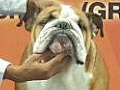 Pejantan Bulldog : Ch.Bigbang's Roving With Prado
