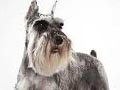 Anjing Miniature Schnauzer