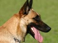 Artikel Anjing Malinois