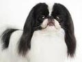 Anjing Japanese Chin