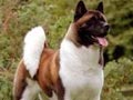 Anjing Akita