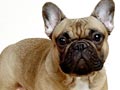 Anjing French Bulldog