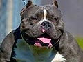 Anjing American Bully