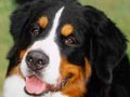 Anjing Bernese Mountain