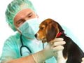 Penyakit-Penyakit Pada Anjing Penyakit-Penyakit Pada Anjing