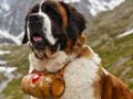Anjing Saint Bernard